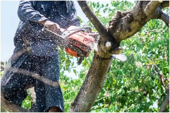 tree services White Haven